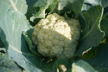 Cauliflower with its long green leaves