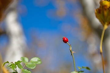 Red rosehip fruit on a rosehip tree in the forest.