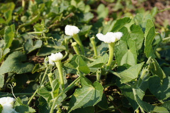 The flowers of pointed gourd plant are blooming on its plant 