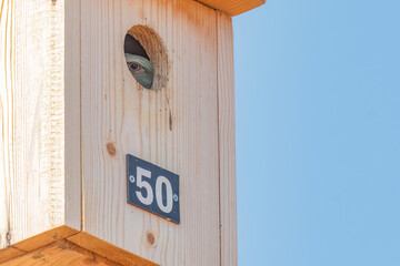 European roller looking out of the hole of nestbox made by BSPB