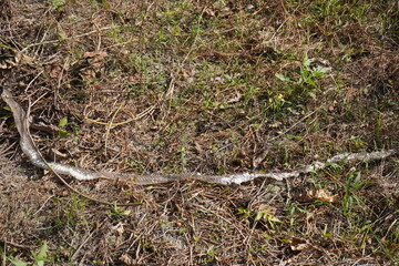 A snake shed, also known as a molted skin has been found in the field 