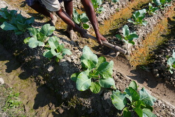 The farm worker is removing extra soil from the field with the help of the hand spade
