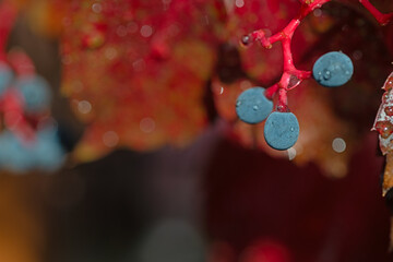 Red leaves and round blue berries. Water droplet on Virginia creeper berries. Victoria ivy...