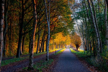 Naklejka premium Autumn landscape, Nature walkway with warm sunrise in the morning, Colourful yellow orange leaves on trees, Amsterdamse Bos (Forest) Park in the municipalities of Amstelveen and Amsterdam, Netherlands