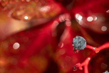 Red leaves and round blue berries. Water droplet on Virginia creeper berries. Victoria ivy...