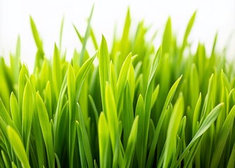 Fototapeta premium Captivating Close-Up of Lush Green Grass Isolated on White Background, Showcasing Nature's Texture and Vibrancy in Low Light Photography