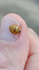 ladybird on a finger