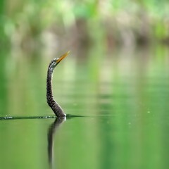 Obraz premium Oriental darter or snakebird sticking its head out of the water 
