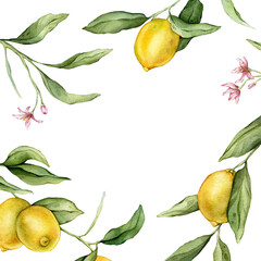 Lemon Fruits and pink flower square Frame. Hand drawn watercolor illustration of Border with Citrus...