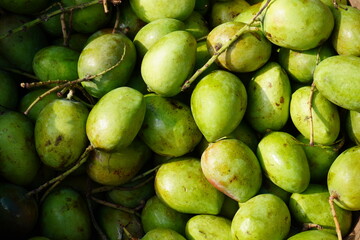 Fresh green raw mangoes are stored in the vegetable store