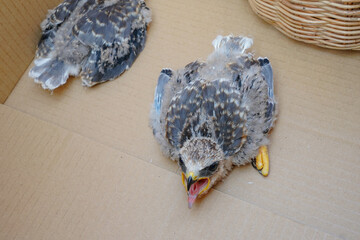 A baby white falcon Black-winged Kite was lost from its nest due to a storm and is awaiting transfer to a nursery.