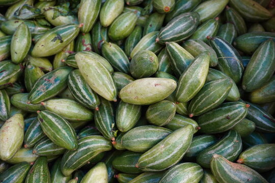 The fresh pointed gourd in the vegetable market 