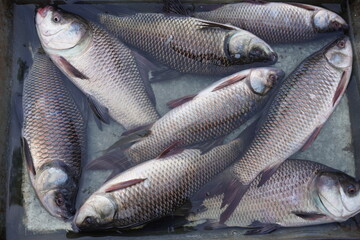 Katla and Rohu fish are kept in the watery basket in village market