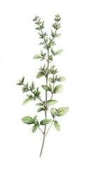 Obraz premium Thyme, detailed hand drawn pastel watercolor botanical image, medicinal herbs, light clean background. Generative AI