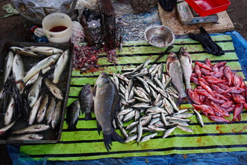 Variety of fishes ready for the selling in the market