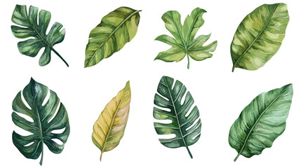 Set of hand drawn watercolor tropical monstera leaves and palm, fern fronds vector illustration on a transparent background png © The Illustraitor