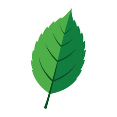 detailed elm leaf silhouette vector illustration