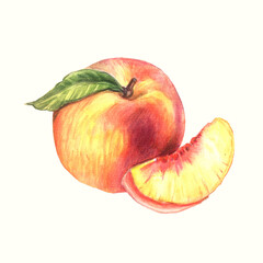 Watercolor illustration Nectarine. Botanical illustration.