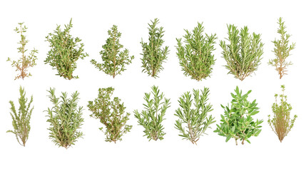 Set of fresh rosemary green sprigs isolated on transparent background