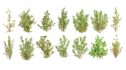 Set of fresh rosemary green sprigs isolated on transparent background