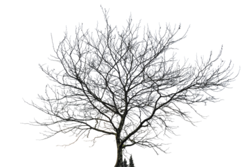 tree silhouette on white background        