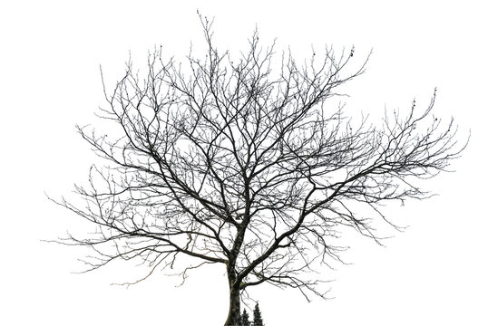 tree silhouette on white background        
