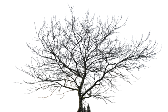 tree silhouette on white background        