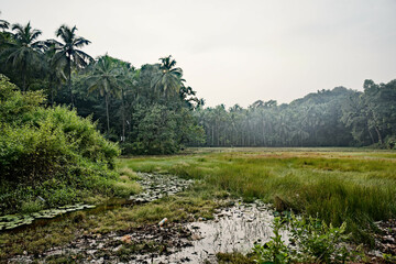 Obraz premium Lush Greenery - The Jungle of Gokarna