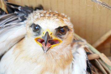 A baby white falcon Black-winged Kite was lost from its nest due to a storm and is awaiting transfer to a nursery.