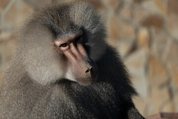 Baboon Portrait Zoo Animal Closeup. A hamadryas baboon stares intensely at the camera, its long,...