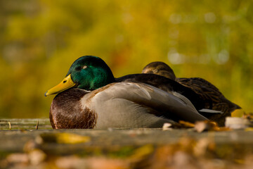 duck mallard is sleeping in the sun