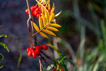 Close-up of a small Rowan tree with rowan berries in early November 2024 in Norrköping, Sweden