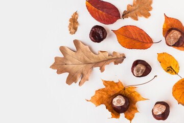Autumn holiday frame composition with dry leafs and chestnuts on white backround. Creative layout...