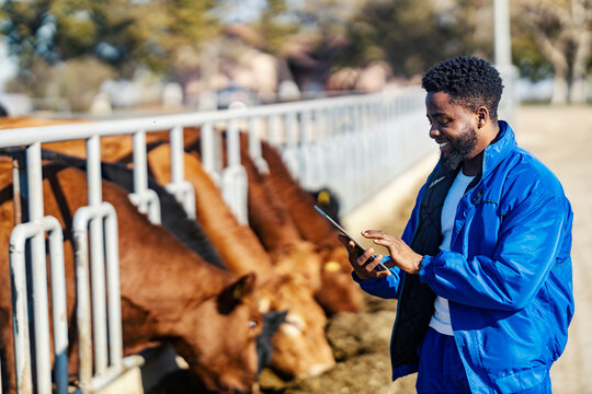 Happy black farmer scrolling on tablet at cow's ranch and using technologies for modern cows breeding.