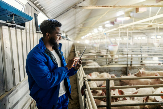 Black agriculturist standing in barn full of pigs and scrolling on tablet. Modern animal breeding.