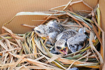 A baby white falcon Black-winged Kite was lost from its nest due to a storm and is awaiting transfer to a nursery.