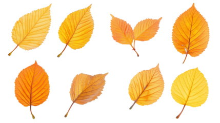 Set of bright orange autumn leaves isolated on transparent background