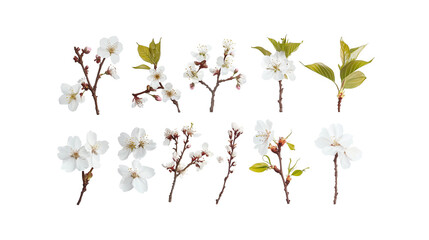 Set of white cherry blossoms isolated on transparent background