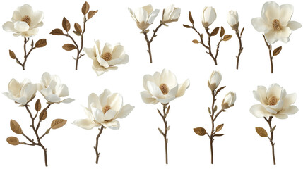 Set of white magnolia flowers in bloom isolated on transparent background