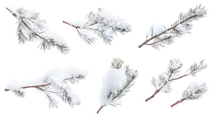 Set of snow-covered winter pine branches isolated on transparent background