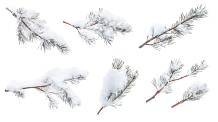 Set of snow-covered winter pine branches isolated on transparent background