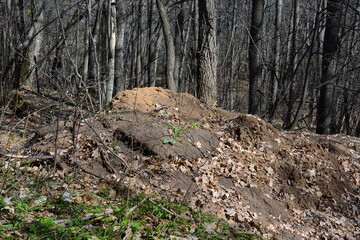 a forest with a large rock in the middle of it