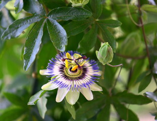 beautiful passion flower in the garden
