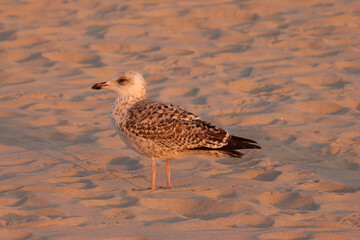 seagull profile at sunset