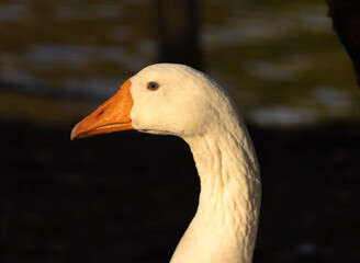 goose profile at sunset