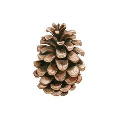 Watercolor pine cone isolated on white background