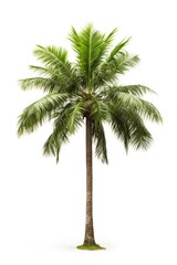 Fototapeta premium Majesty Palm plant tree white background.