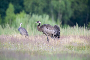Fototapeta premium A crane ruffling its feathers in a meadow
