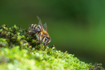 A bee drinking water from moss
