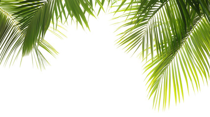 Obraz premium bright green palm leaves frame isolated on transparent background